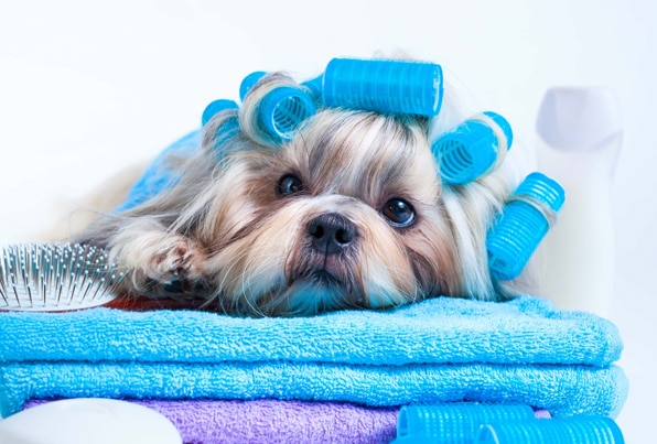 Spa dla psa | Psi fryzjer Czeladź