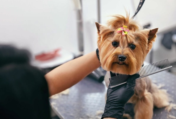 Spa dla psa | Psi fryzjer Czeladź